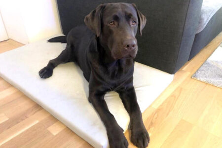 Kratzfeste Hundematte nach Maß